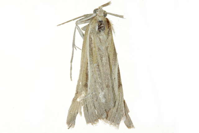 Image of Woolly Grass-veneer Moth