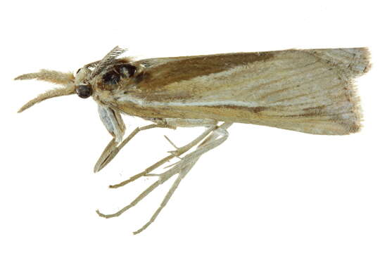 Image of Woolly Grass-veneer Moth