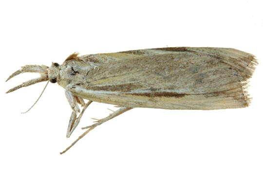 Image of Woolly Grass-veneer Moth