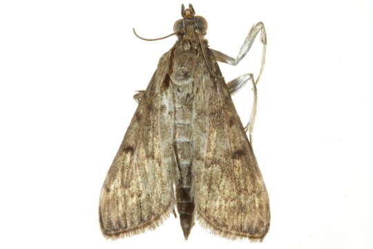 Image of Cisthene subrufa (Barnes & McDunnough 1913)