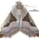 Image of <i>Plataea blanchardaria</i>