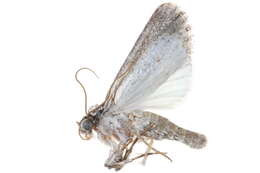 Image of <i>Sympistis atricollaris</i>