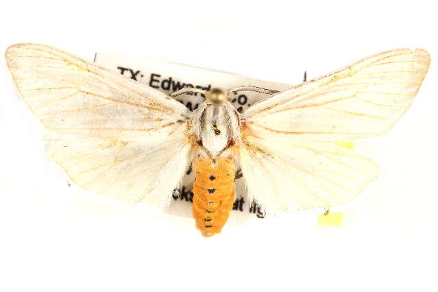 Image of <i>Euchaetes helena</i>