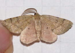 صورة Chloraspilates bicoloraria Packard 1876