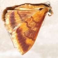 Image of Pyrausta onythesalis Walker 1859