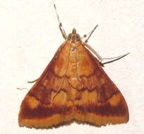 Image of Pyrausta onythesalis Walker 1859