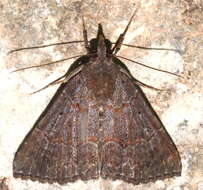Image of <i>Hypena vetustalis</i>