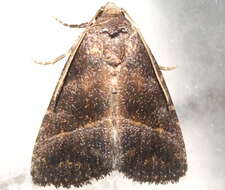 Image of Ogdoconta altura Barnes