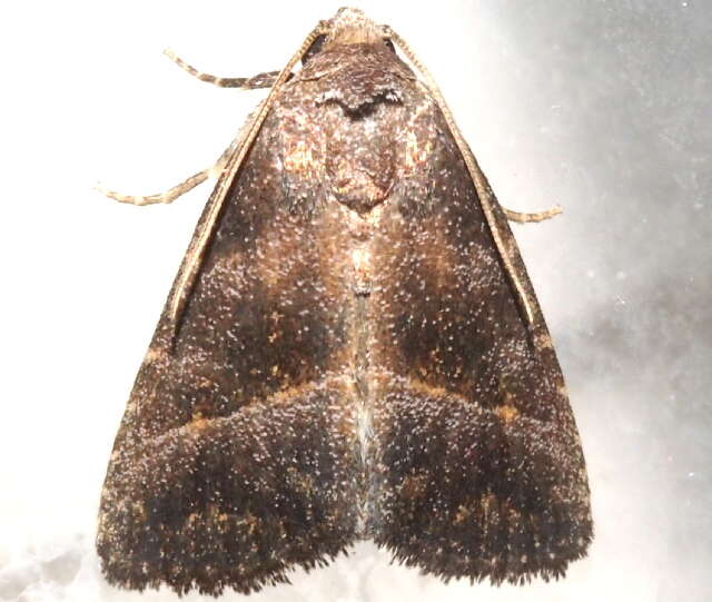 Image of Ogdoconta altura Barnes