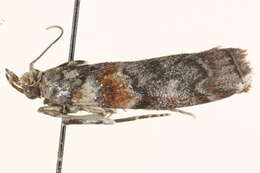 Image of <i>Dioryctria caesirufella</i>