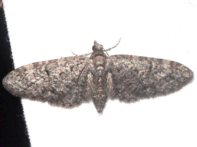 Image of Eupithecia alpinata Cassino 1927