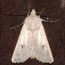 Image of Agrotis venustula