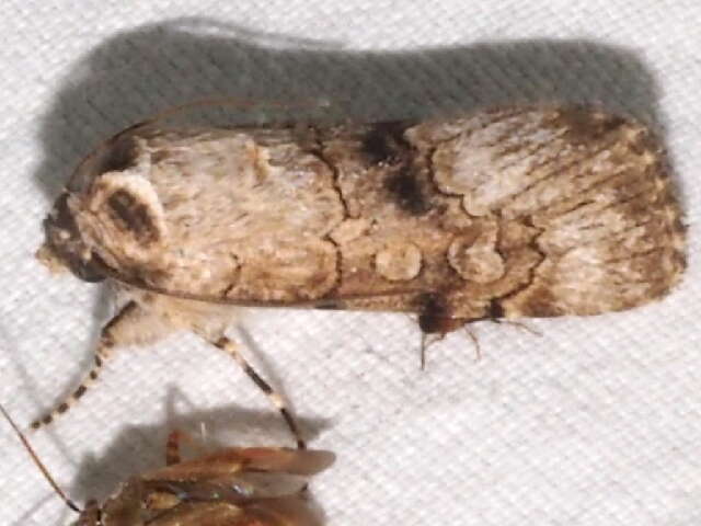 Image of <i>Sympistis occata</i>