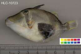Image of Black patch triggerish