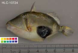 Image of Black patch triggerish