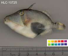 Image of Black patch triggerish
