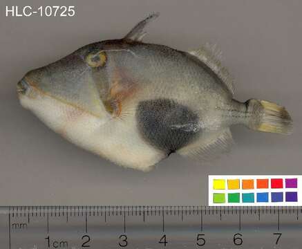 Image of Black patch triggerish