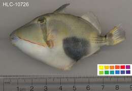 Image of Black patch triggerish