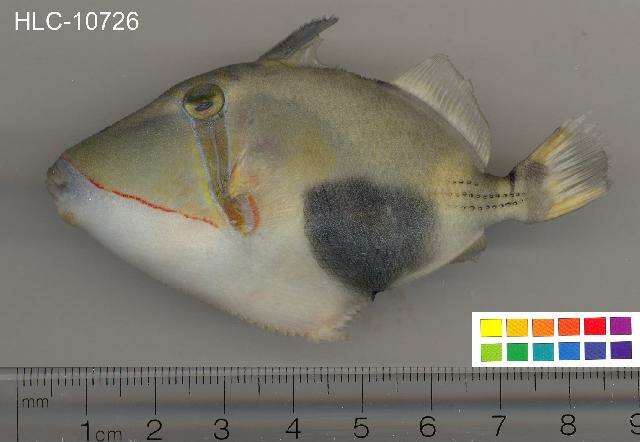 Image of Black patch triggerish