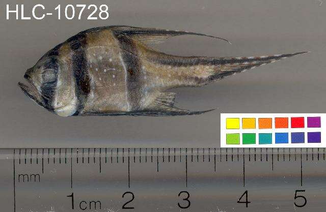 Plancia ëd Pterapogon