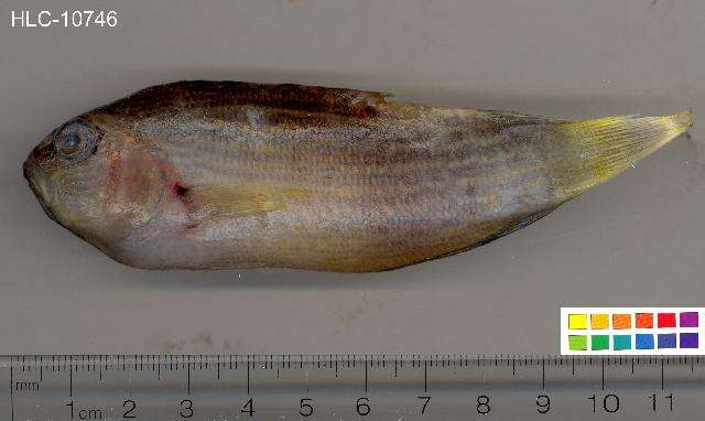 Image of Lined dottyback