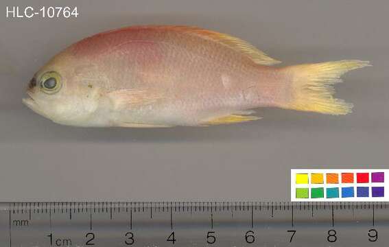 Imagem de Pseudanthias engelhardi (Allen & Starck 1982)