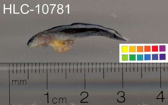 Image of Northern Neon Goby