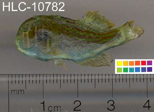 Image of Actor Coral Goby