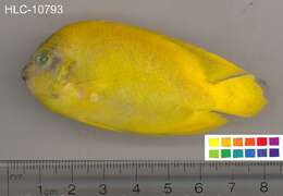 Image of Golden Angelfish