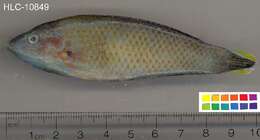 Image of Chain-line wrasse