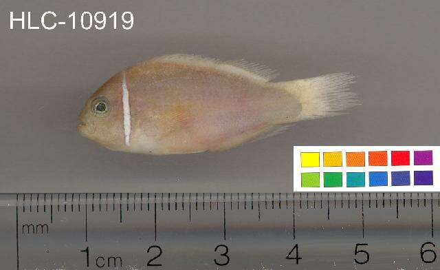 Image of Pink anemonefish