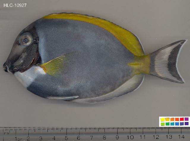 Imagem de Acanthurus leucosternon