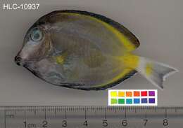 Imagem de Acanthurus japonicus (Schmidt 1931)