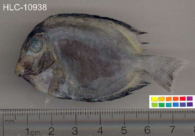 Imagem de Acanthurus japonicus (Schmidt 1931)