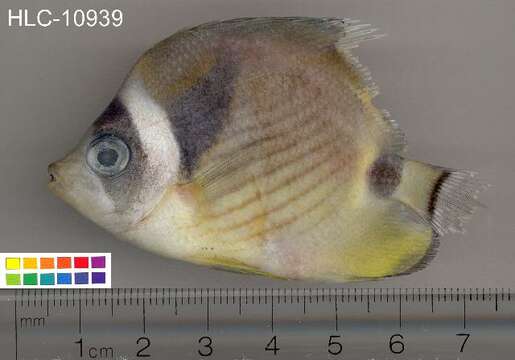 Image of Halfmoon Butterflyfish