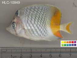 Image of Cross-hatch Butterflyfish