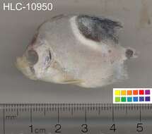 Image of Blackblotch Butterflyfish