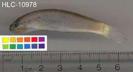 Image of Crosshatch goby