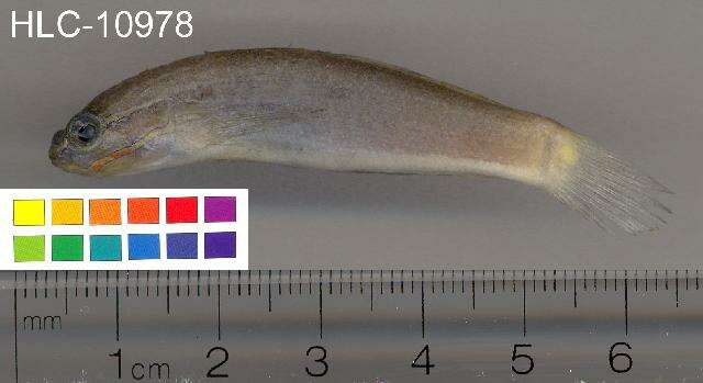 Image of Crosshatch goby