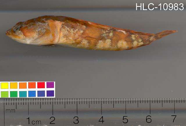 Image of Gulf Toadfish