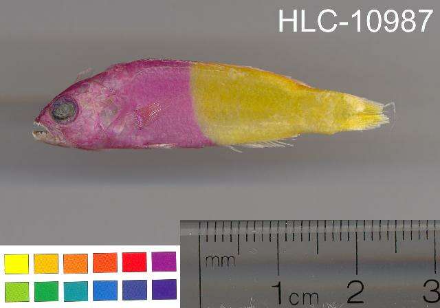 Image de Pictichromis paccagnellae (Axelrod 1973)