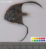 Image of Longfin batfish