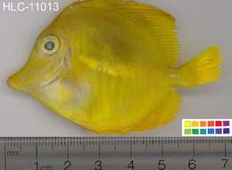 Image of Lemon Sailfin