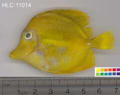 Image of Lemon Sailfin