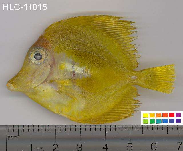 Image of Lemon Sailfin