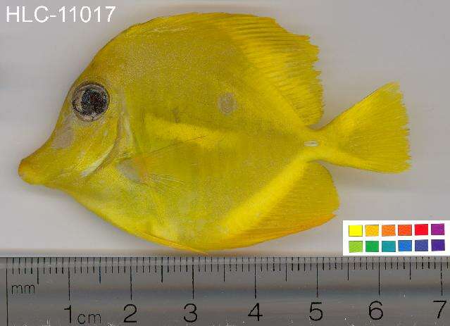 Image of Lemon Sailfin