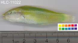 Image of Black-blotched wrasse