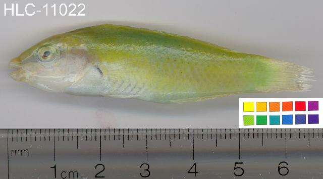 Image of Black-blotched wrasse