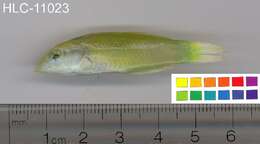 Image of Black-blotched wrasse