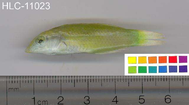 Image of Black-blotched wrasse